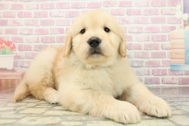 千葉県のゴールデンレトリバー (Coo&RIKUフレスポ稲毛店/2025年10月28日生まれ/男の子/ゴールデン)の子犬の3枚目の画像