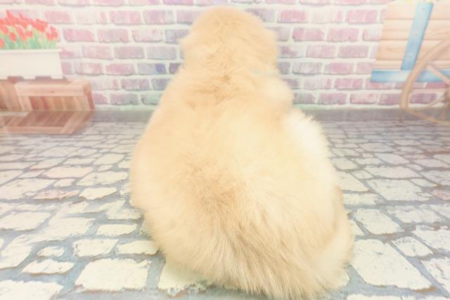 千葉県のゴールデンレトリバー (Coo&RIKUフレスポ稲毛店/2025年10月28日生まれ/男の子/ゴールデン)の子犬の4枚目の画像