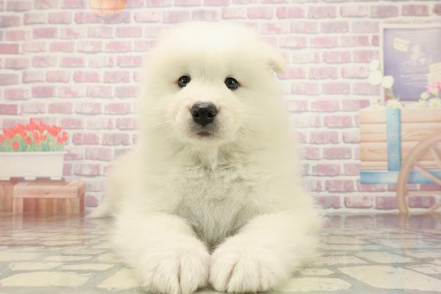 千葉県のサモエド (Coo&RIKUアクロスモール新鎌ケ谷店/2025年10月26日生まれ/男の子/ホワイト)の子犬の1枚目の画像