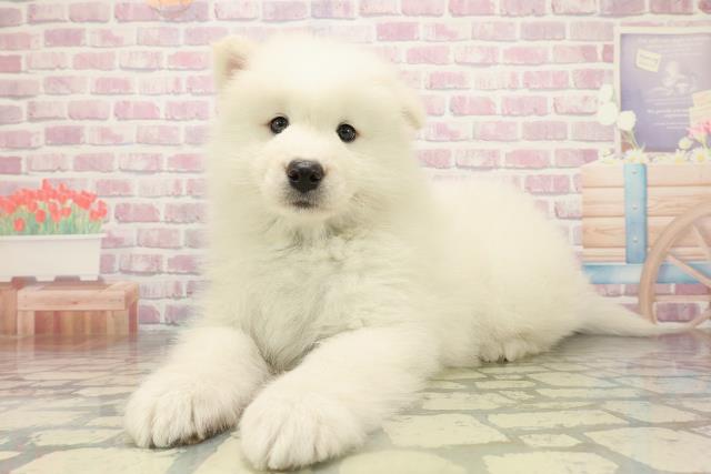千葉県のサモエド (Coo&RIKUアクロスモール新鎌ケ谷店/2025年10月26日生まれ/男の子/ホワイト)の子犬の2枚目の画像