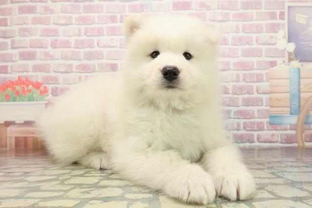 千葉県のサモエド (Coo&RIKUアクロスモール新鎌ケ谷店/2025年10月26日生まれ/男の子/ホワイト)の子犬の3枚目の画像