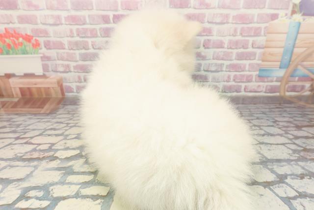 千葉県のサモエド (Coo&RIKUアクロスモール新鎌ケ谷店/2025年10月26日生まれ/男の子/ホワイト)の子犬の4枚目の画像