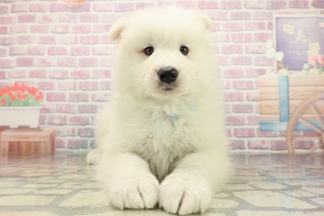 千葉県のサモエド (Coo&RIKU若葉都賀店/2025年10月26日生まれ/男の子/ホワイト)の子犬の1枚目の画像