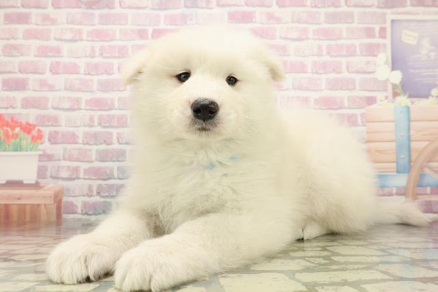 千葉県のサモエド (Coo&RIKU若葉都賀店/2025年10月26日生まれ/男の子/ホワイト)の子犬の2枚目の画像