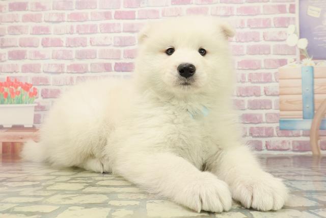 千葉県のサモエド (Coo&RIKU若葉都賀店/2025年10月26日生まれ/男の子/ホワイト)の子犬の3枚目の画像