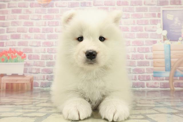 栃木県のサモエド (Coo&RIKUFKDインターパーク店/2025年10月26日生まれ/女の子/ホワイト)の子犬の1枚目の画像