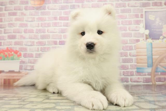 栃木県のサモエド (Coo&RIKUFKDインターパーク店/2025年10月26日生まれ/女の子/ホワイト)の子犬の3枚目の画像