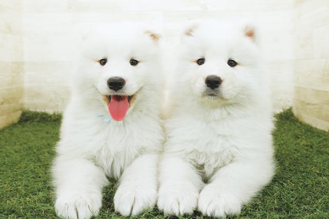 栃木県のサモエド (Coo&RIKUFKDインターパーク店/2025年10月26日生まれ/女の子/ホワイト)の子犬の4枚目の画像
