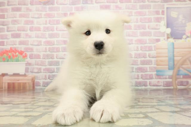 神奈川県のサモエド (Coo&RIKU横須賀店/2025年10月26日生まれ/女の子/ホワイト)の子犬の1枚目の画像