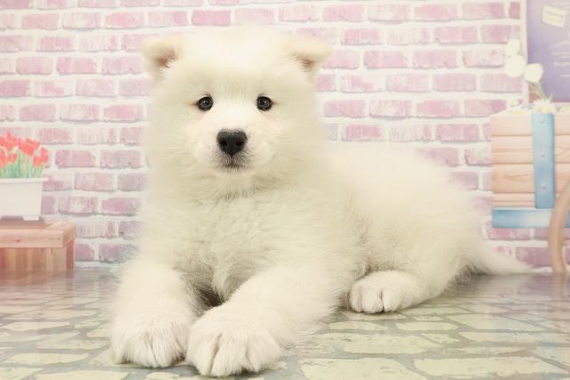 神奈川県のサモエド (Coo&RIKU横須賀店/2025年10月26日生まれ/女の子/ホワイト)の子犬の2枚目の画像