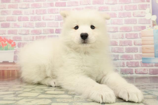 神奈川県のサモエド (Coo&RIKU横須賀店/2025年10月26日生まれ/女の子/ホワイト)の子犬の3枚目の画像