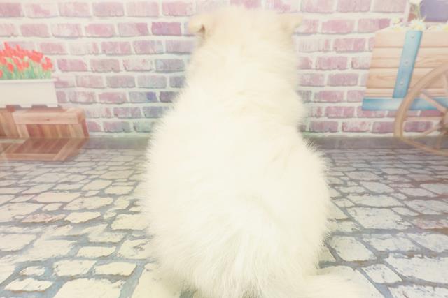 神奈川県のサモエド (Coo&RIKU横須賀店/2025年10月26日生まれ/女の子/ホワイト)の子犬の4枚目の画像