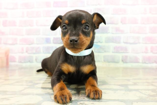 東京都のミニチュアピンシャー (Coo&RIKU武蔵小山店/2025年10月29日生まれ/男の子/ブラックタン)の子犬の1枚目の画像