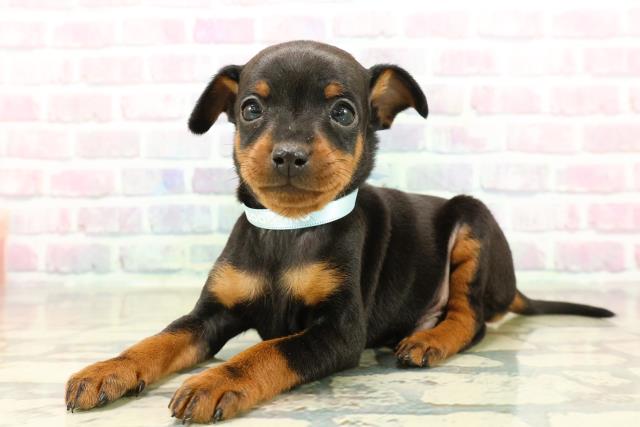 東京都のミニチュアピンシャー (Coo&RIKU武蔵小山店/2025年10月29日生まれ/男の子/ブラックタン)の子犬の2枚目の画像