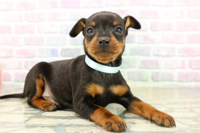 東京都のミニチュアピンシャー (Coo&RIKU武蔵小山店/2025年10月29日生まれ/男の子/ブラックタン)の子犬の3枚目の画像