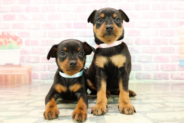 東京都のミニチュアピンシャー (Coo&RIKU武蔵小山店/2025年10月29日生まれ/男の子/ブラックタン)の子犬の4枚目の画像