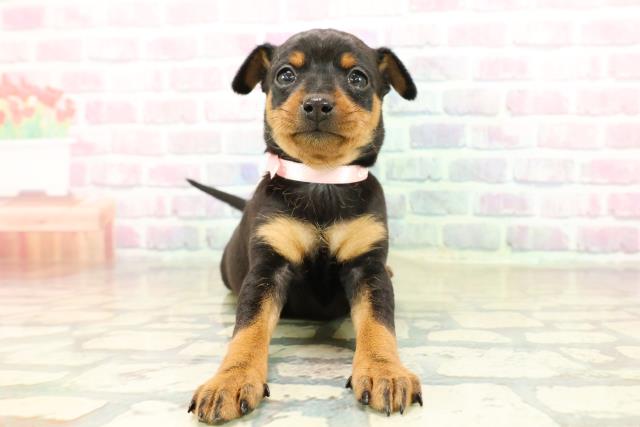 東京都のミニチュアピンシャー (Coo&RIKU新小岩店/2025年10月29日生まれ/女の子/ブラックタン)の子犬の1枚目の画像