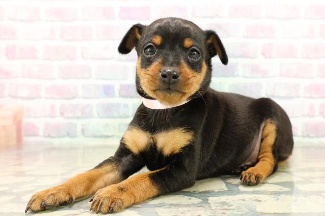 東京都のミニチュアピンシャー (Coo&RIKU新小岩店/2025年10月29日生まれ/女の子/ブラックタン)の子犬の2枚目の画像