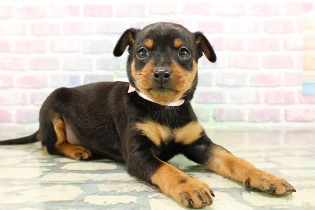 東京都のミニチュアピンシャー (Coo&RIKU新小岩店/2025年10月29日生まれ/女の子/ブラックタン)の子犬の3枚目の画像