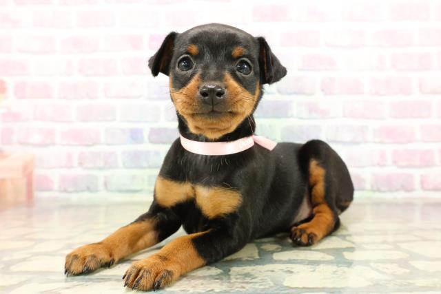 東京都のミニチュアピンシャー (Coo&RIKU足立本店/2025年10月29日生まれ/女の子/ブラックタン)の子犬の2枚目の画像