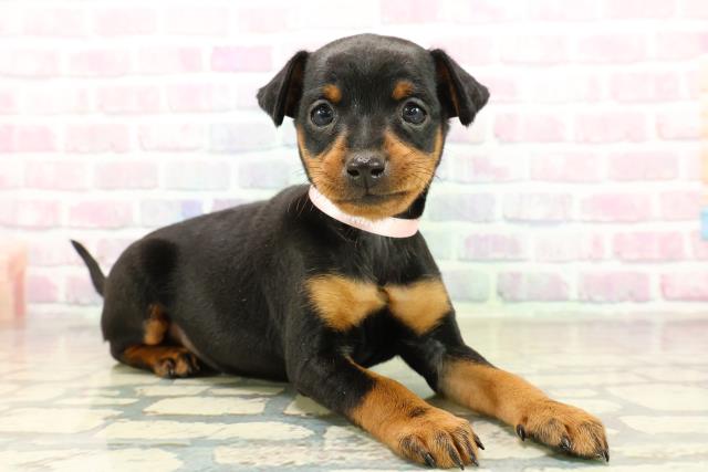 東京都のミニチュアピンシャー (Coo&RIKU足立本店/2025年10月29日生まれ/女の子/ブラックタン)の子犬の3枚目の画像