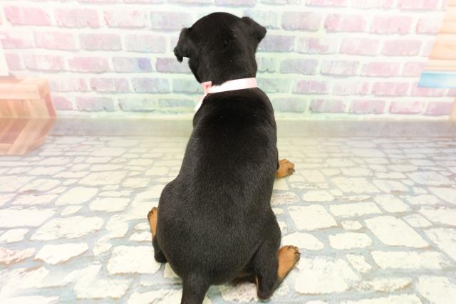 東京都のミニチュアピンシャー (Coo&RIKU足立本店/2025年10月29日生まれ/女の子/ブラックタン)の子犬の4枚目の画像