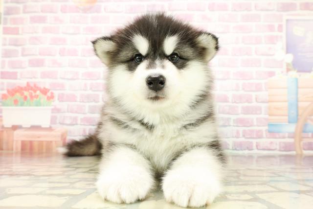 東京都のアラスカンマラミュート (Coo&RIKU足立本店/2025年10月26日生まれ/男の子/ブラックホワイト)の子犬の1枚目の画像