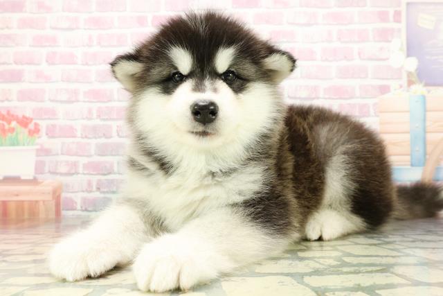 東京都のアラスカンマラミュート (Coo&RIKU足立本店/2025年10月26日生まれ/男の子/ブラックホワイト)の子犬の2枚目の画像