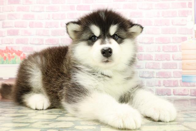 東京都のアラスカンマラミュート (Coo&RIKU足立本店/2025年10月26日生まれ/男の子/ブラックホワイト)の子犬の3枚目の画像