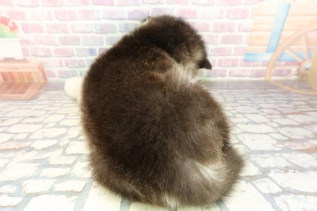 東京都のアラスカンマラミュート (Coo&RIKU足立本店/2025年10月26日生まれ/男の子/ブラックホワイト)の子犬の4枚目の画像