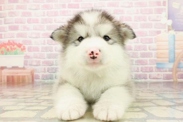 千葉県のアラスカンマラミュート (Coo&RIKUアクロスモール新鎌ケ谷店/2025年10月26日生まれ/男の子/シルバーホワイト)の子犬の1枚目の画像