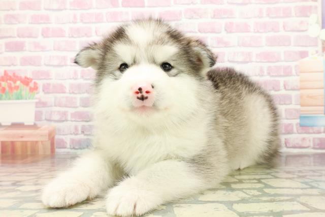 千葉県のアラスカンマラミュート (Coo&RIKUアクロスモール新鎌ケ谷店/2025年10月26日生まれ/男の子/シルバーホワイト)の子犬の2枚目の画像