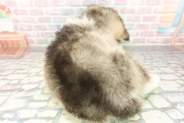 千葉県のアラスカンマラミュート (Coo&RIKUアクロスモール新鎌ケ谷店/2025年10月26日生まれ/男の子/シルバーホワイト)の子犬の4枚目の画像