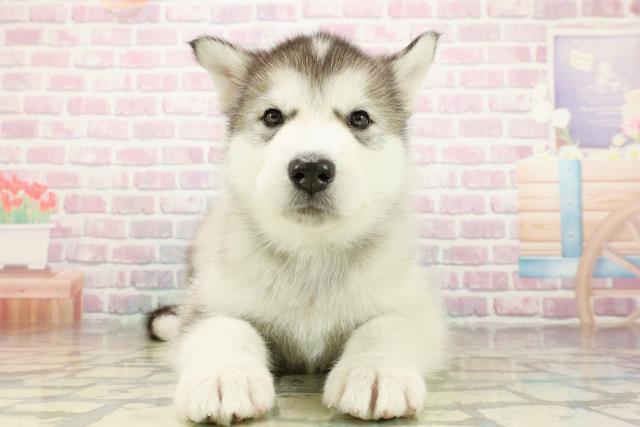 埼玉県のアラスカンマラミュート (Coo&RIKU川越店/2025年10月26日生まれ/男の子/シルバーホワイト)の子犬の1枚目の画像