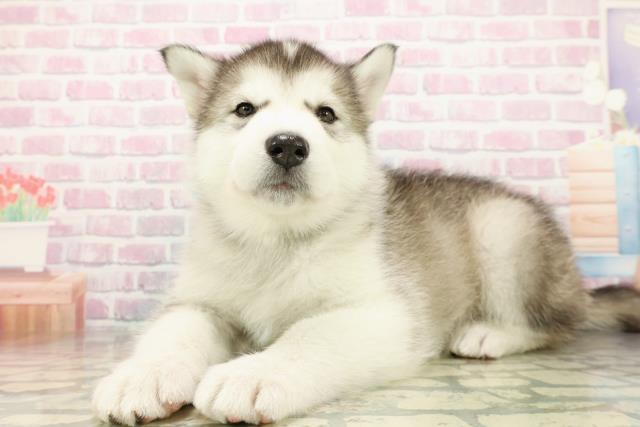 埼玉県のアラスカンマラミュート (Coo&RIKU川越店/2025年10月26日生まれ/男の子/シルバーホワイト)の子犬の2枚目の画像