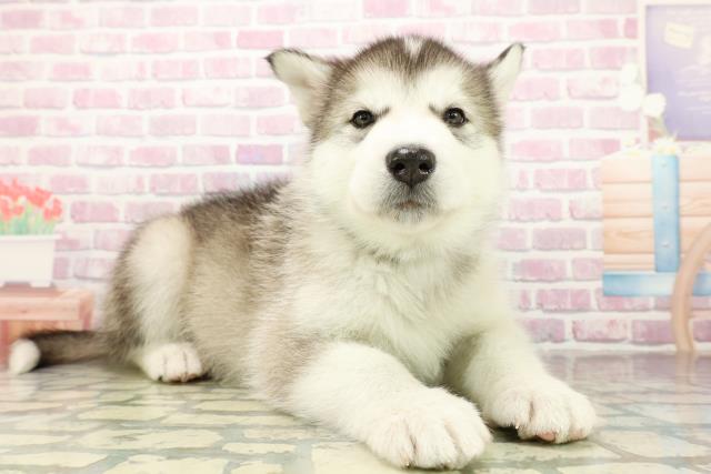 埼玉県のアラスカンマラミュート (Coo&RIKU川越店/2025年10月26日生まれ/男の子/シルバーホワイト)の子犬の3枚目の画像