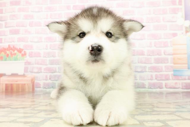 アラスカンマラミュート