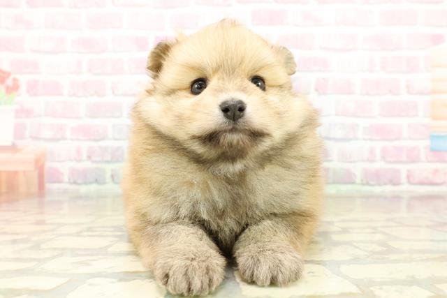 茨城県のポメラニアン (Coo&RIKU牛久店/2025年10月28日生まれ/女の子/クリーム)の子犬の1枚目の画像