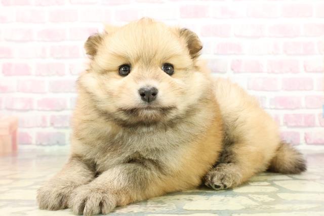 茨城県のポメラニアン (Coo&RIKU牛久店/2025年10月28日生まれ/女の子/クリーム)の子犬の2枚目の画像