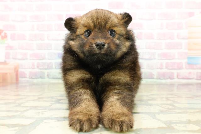 茨城県のポメラニアン (Coo&RIKU石岡店/2025年10月28日生まれ/女の子/オレンジ)の子犬の1枚目の画像