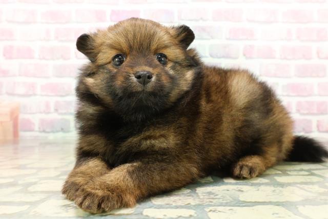 茨城県のポメラニアン (Coo&RIKU石岡店/2025年10月28日生まれ/女の子/オレンジ)の子犬の2枚目の画像