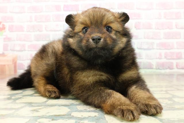 茨城県のポメラニアン (Coo&RIKU石岡店/2025年10月28日生まれ/女の子/オレンジ)の子犬の3枚目の画像