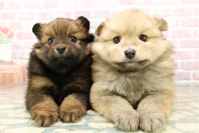 茨城県のポメラニアン (Coo&RIKU石岡店/2025年10月28日生まれ/女の子/オレンジ)の子犬の4枚目の画像