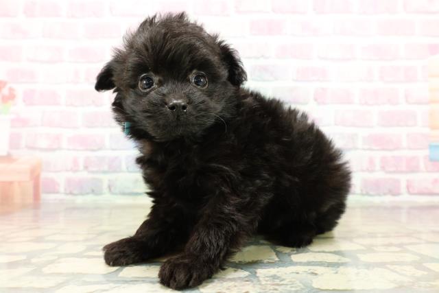 茨城県のポメプー(ポメラニアン×プードル) (Coo&RIKU牛久店/2025年10月29日生まれ/男の子/ブラック)の子犬の2枚目の画像