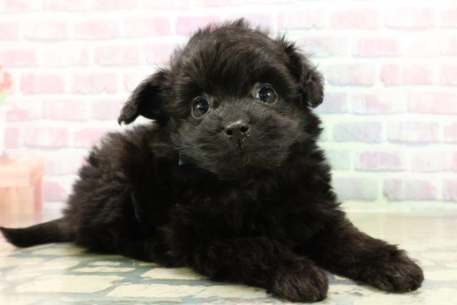 茨城県のポメプー(ポメラニアン×プードル) (Coo&RIKU牛久店/2025年10月29日生まれ/男の子/ブラック)の子犬の3枚目の画像