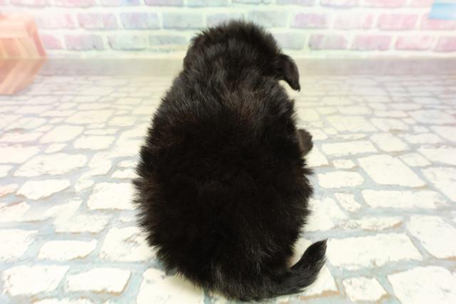 茨城県のポメプー(ポメラニアン×プードル) (Coo&RIKU牛久店/2025年10月29日生まれ/男の子/ブラック)の子犬の4枚目の画像