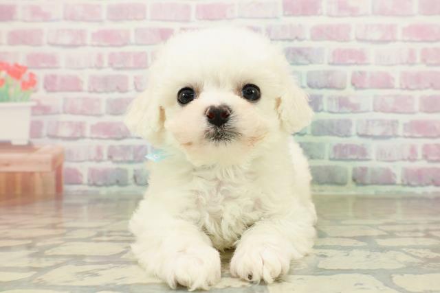 東京都のビションフリーゼ (Coo&RIKU足立本店/2025年10月24日生まれ/男の子/ホワイト)の子犬