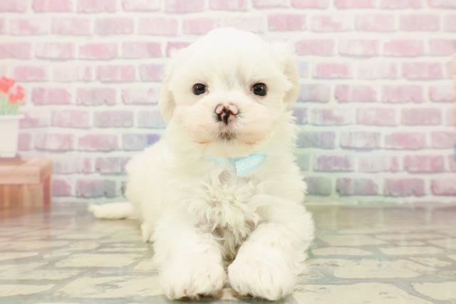 茨城県のマルチーズ (Coo&RIKU牛久店/2025年10月25日生まれ/男の子/ホワイト)の子犬の1枚目の画像