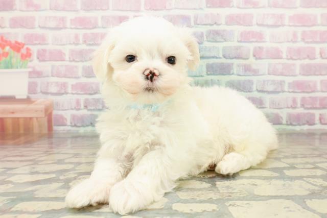 茨城県のマルチーズ (Coo&RIKU牛久店/2025年10月25日生まれ/男の子/ホワイト)の子犬の2枚目の画像