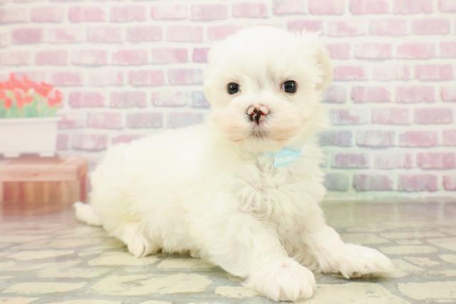 茨城県のマルチーズ (Coo&RIKU牛久店/2025年10月25日生まれ/男の子/ホワイト)の子犬の3枚目の画像